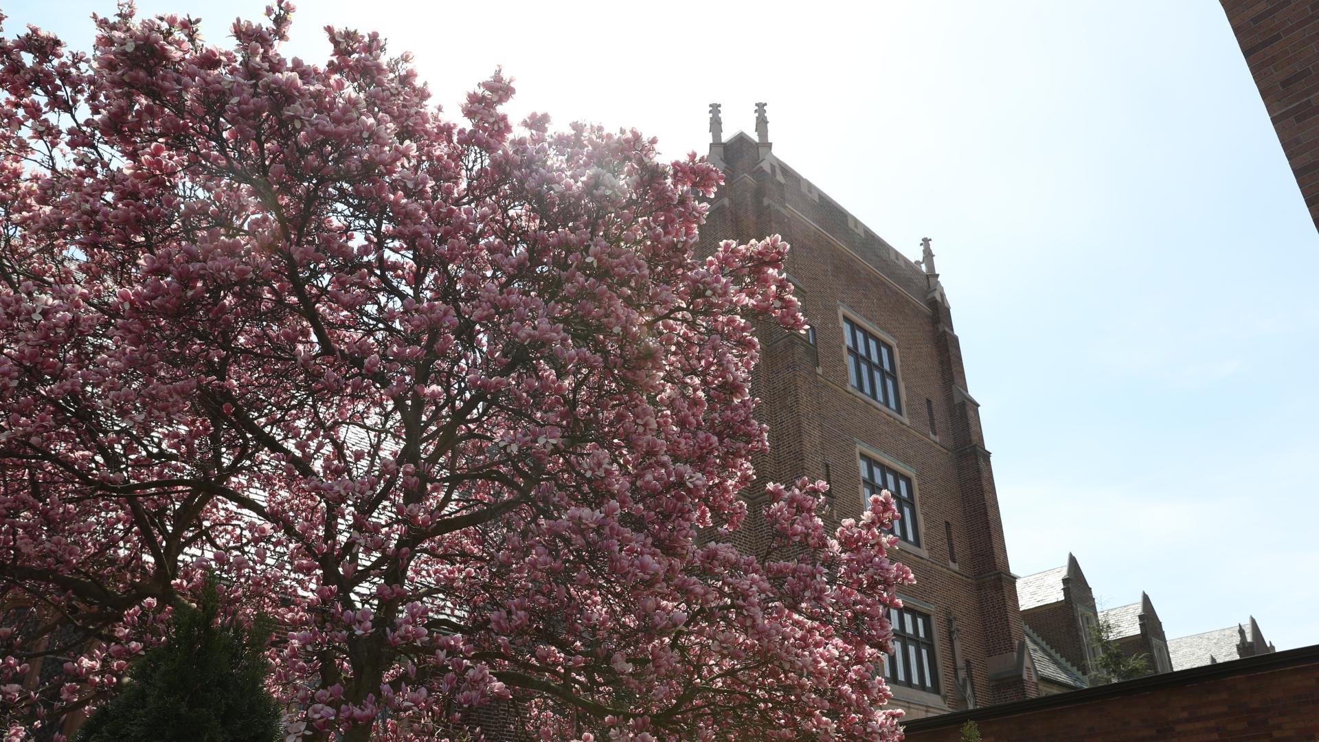 Magnolia Tree and tower