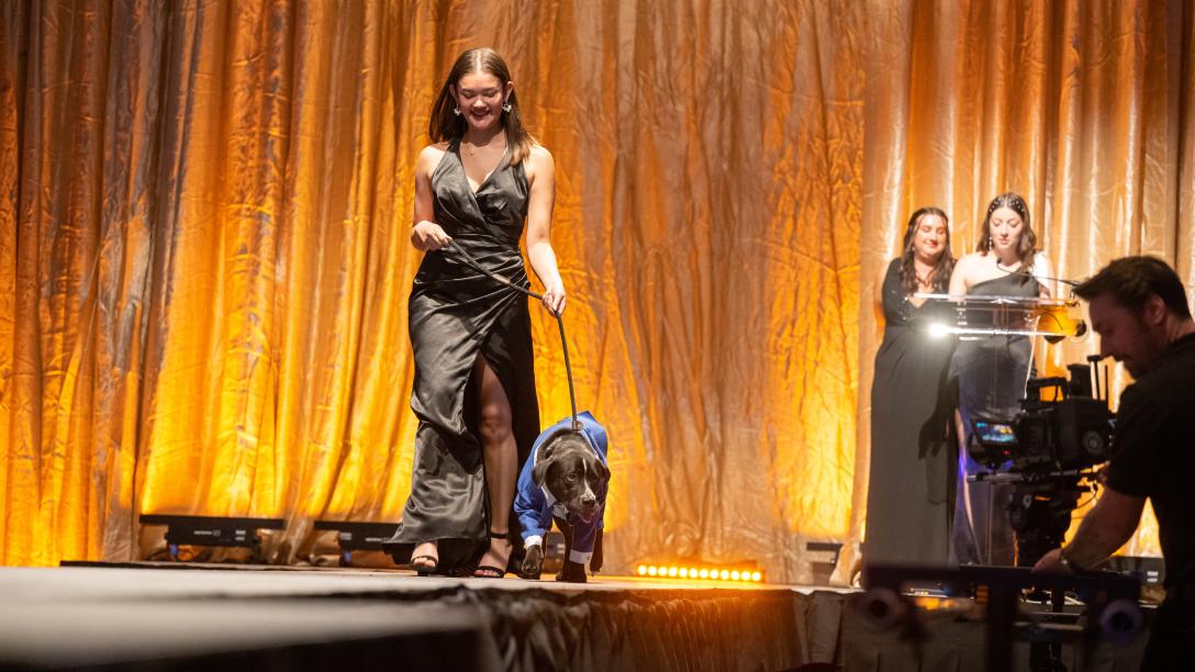a student walks a dog down a runway at The Mutt Gala